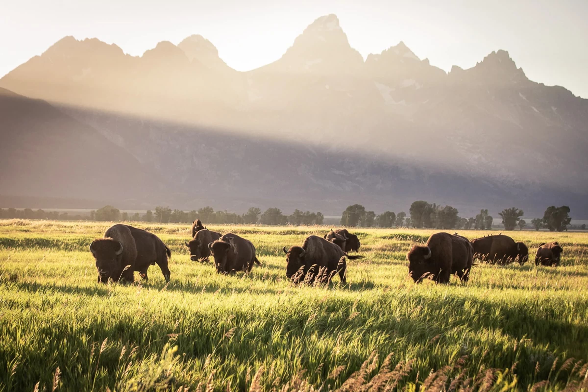 A group of bison grazing in Jackson Hole, Wyoming.