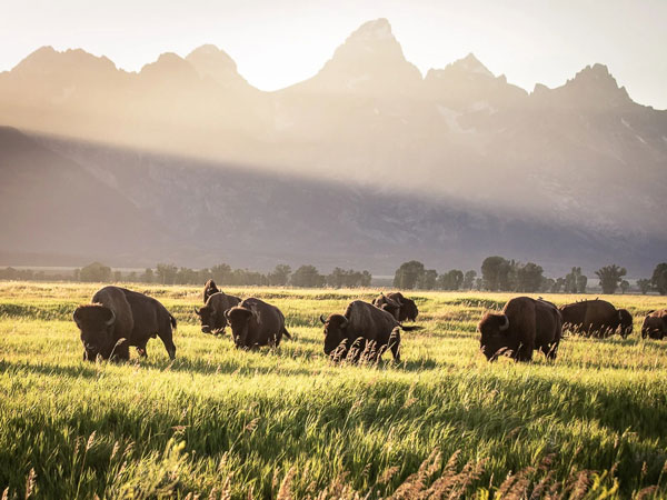 Bison And The Tetons