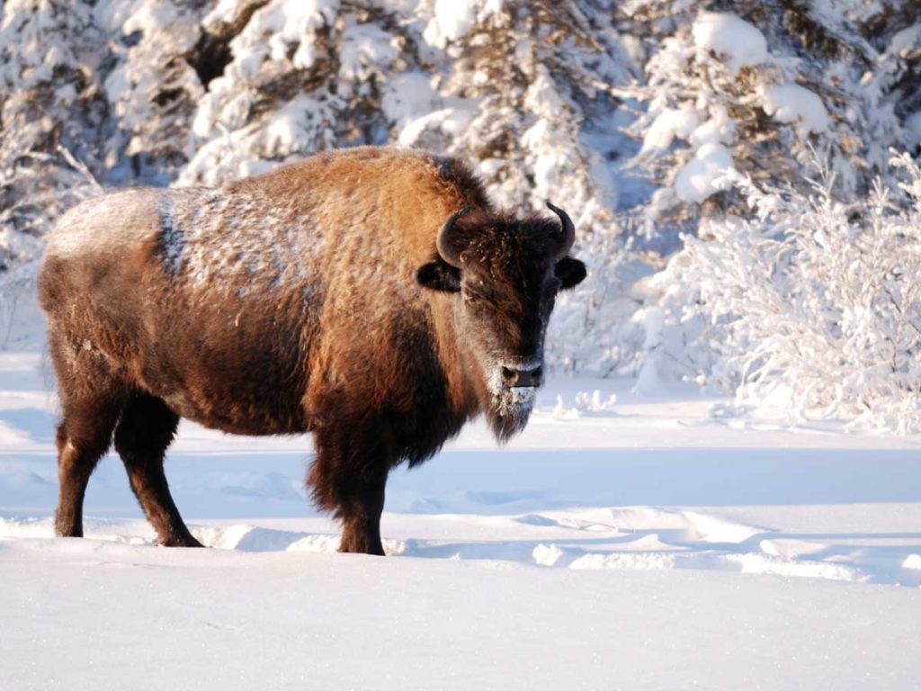 Buffalo walking in the snow near Jackson Hole, WY