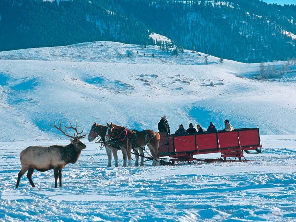 Elk refuge in Jackson Hole, WY