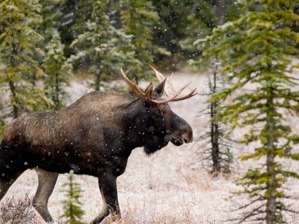 Moose in winter, in Jackson Hole, WY