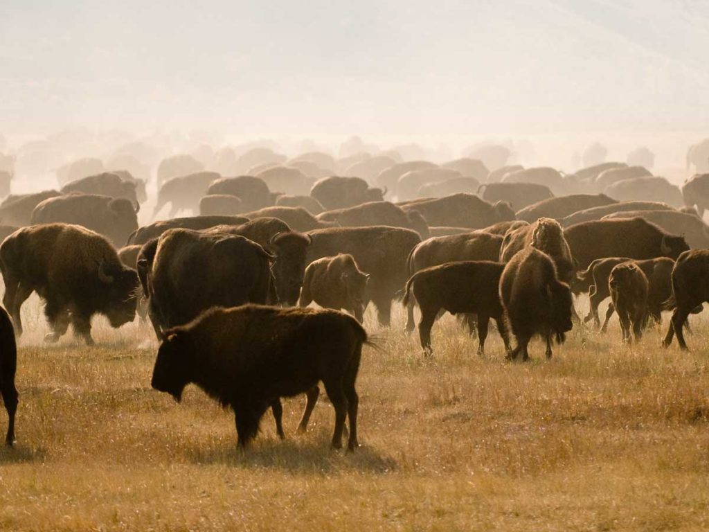 Herd of Bison near Jackson Hole, WY