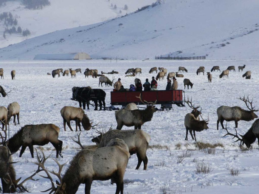Carriage in a Reindeer herd in Jackson Hole, WY