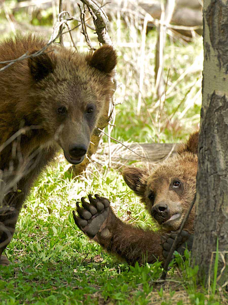 Two bears in Jackson Hole, WY