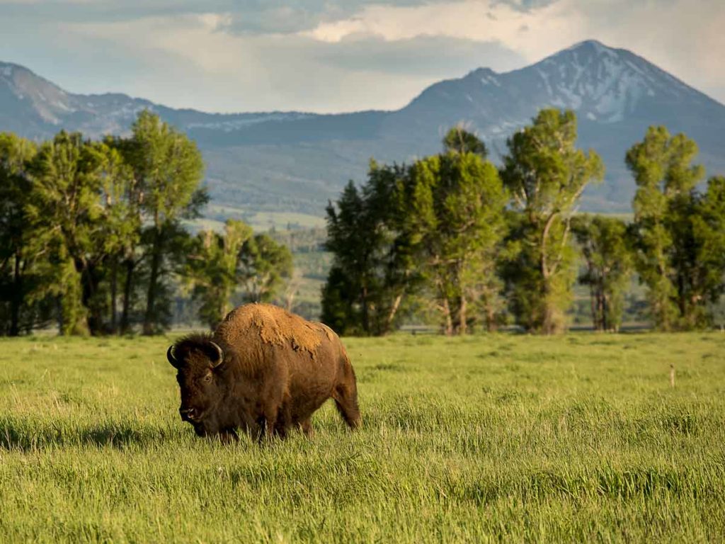 Buffalo near Jackson Hole Wyoming