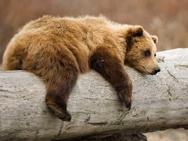 Bear On A Log