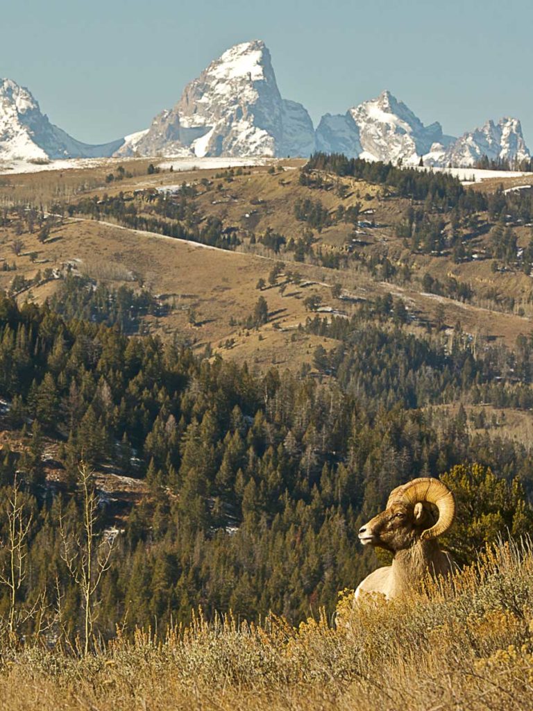 A Bighorn Sheep Near The Tetons.
