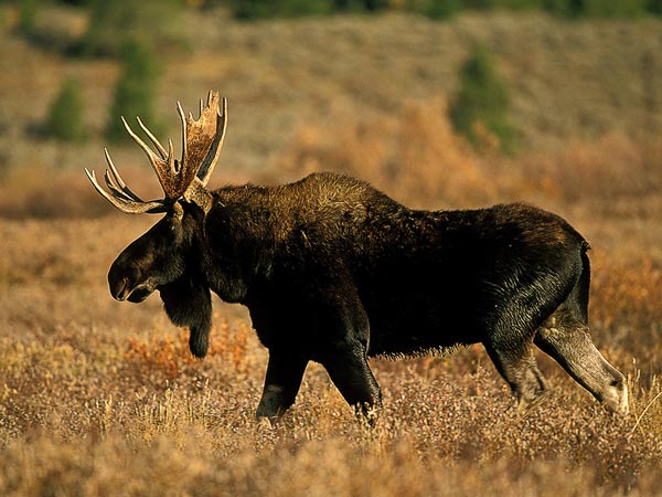Moose In The Spring.