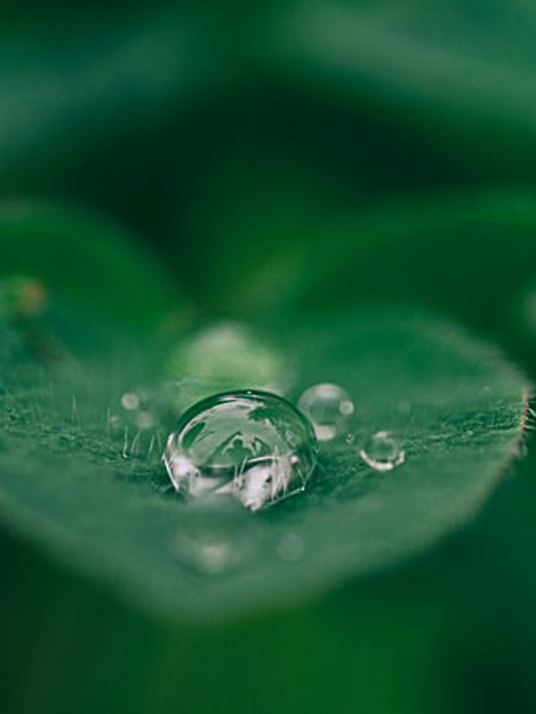 Water Droplet On A Leaf.