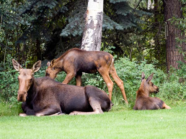 Moose Family In Jackson Hole.